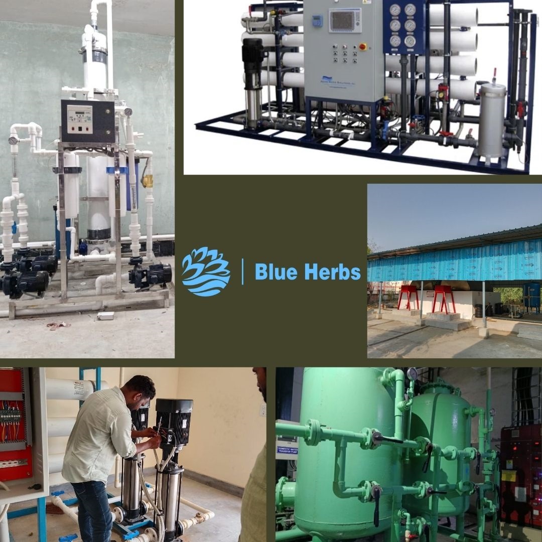 Blue Herbs Logo